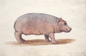 Obaysch, ca. 1850